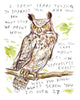 Painting of an owl who looks a little perturbed. The text says "I spent years trying to impress you, and now you won't shut up about how all you care about is an "effortless cool?" Well you know what, I'm over it, Screw you."