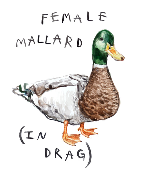 Painting of a male mallard duck. The block lettering reads "Female Mallard (in drag)" by Heather Buchanan